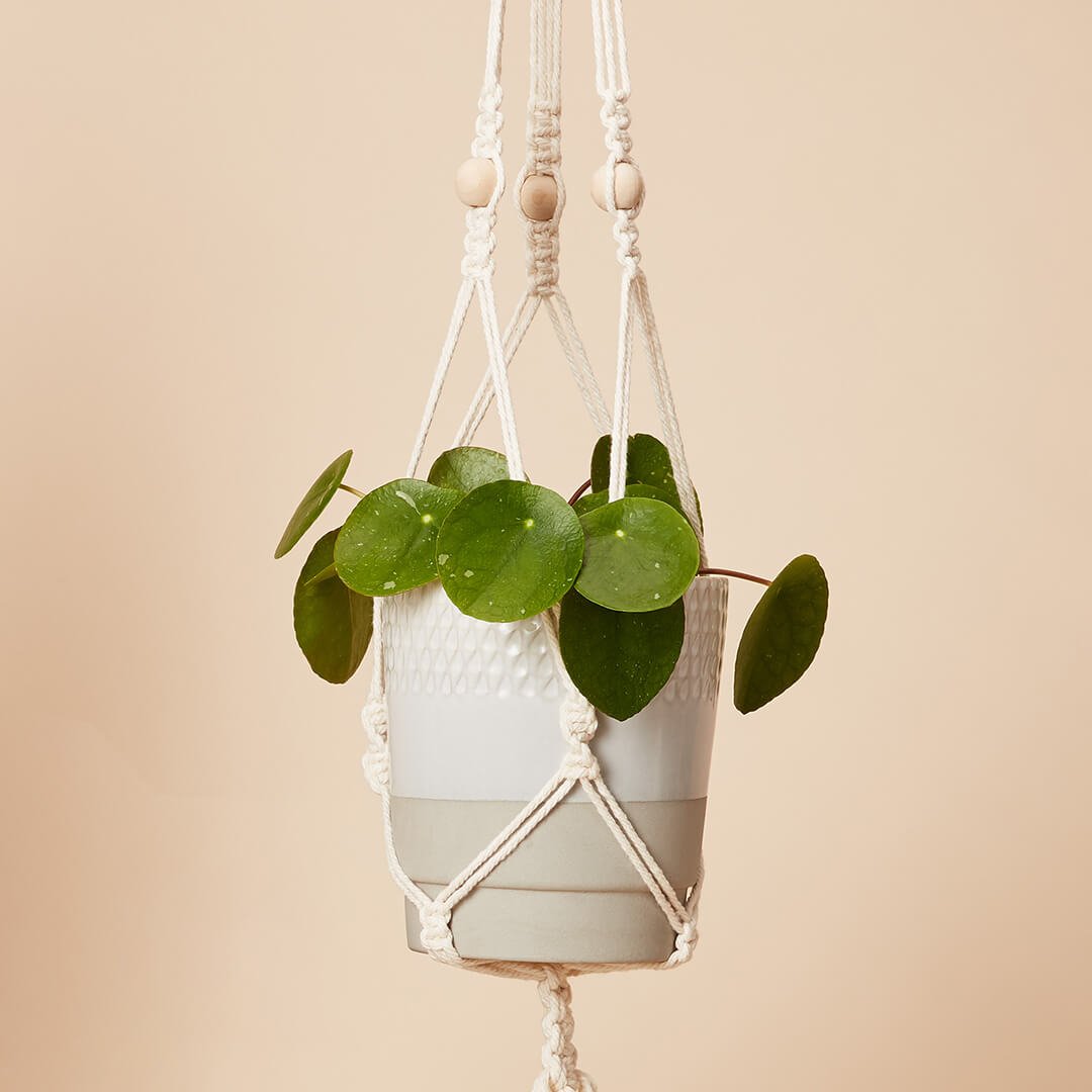 Calm Club - Hang Time - Image 3