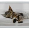 Creative_Tops_Laptray_Sleeping_Kitten
